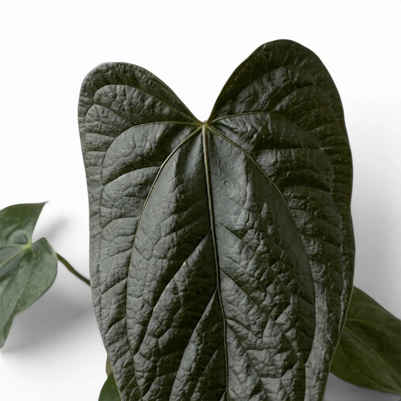 Close-up of Anthurium 'Queen of Hearts' leaves.