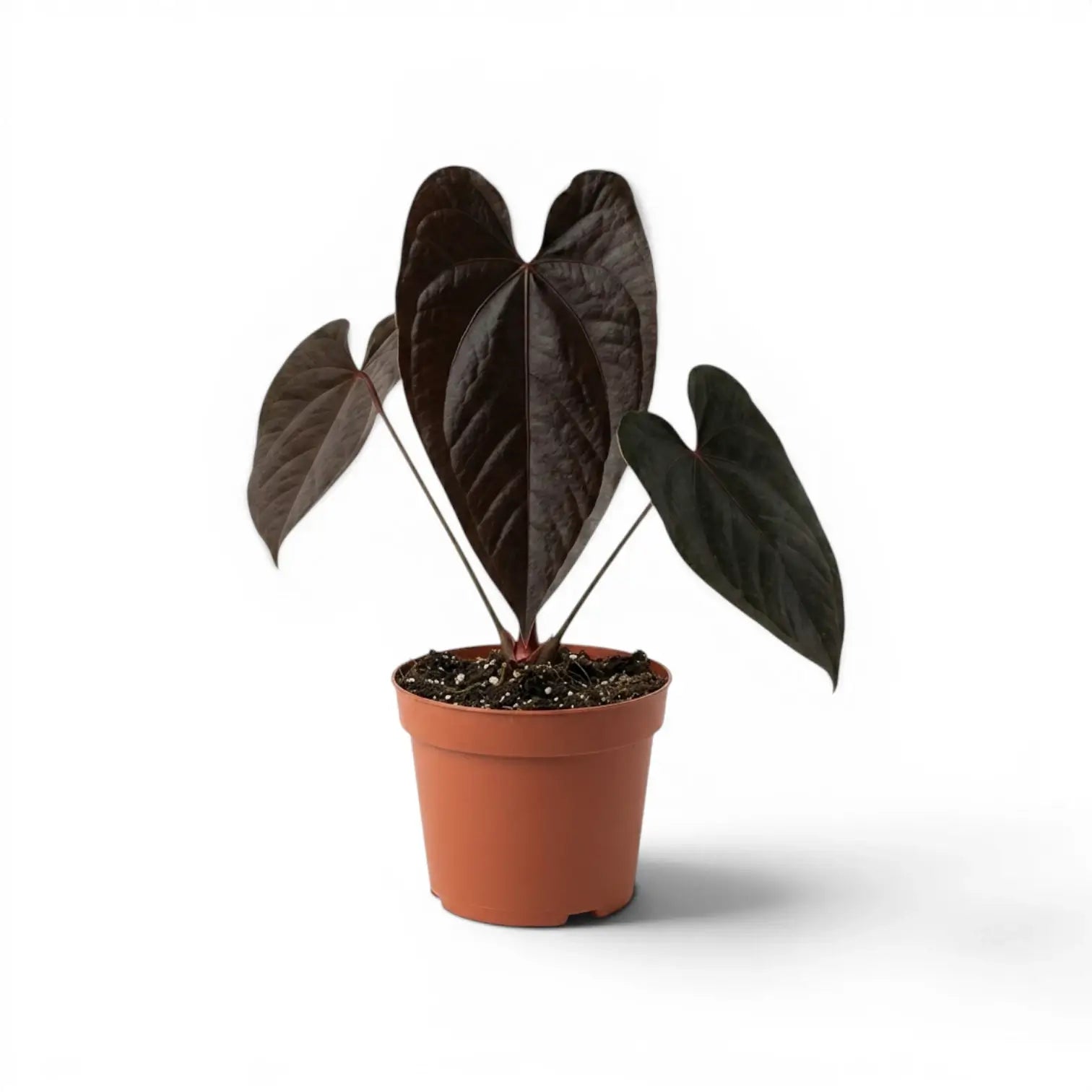 Anthurium 'Queen of Hearts' plant in a nursery pot.