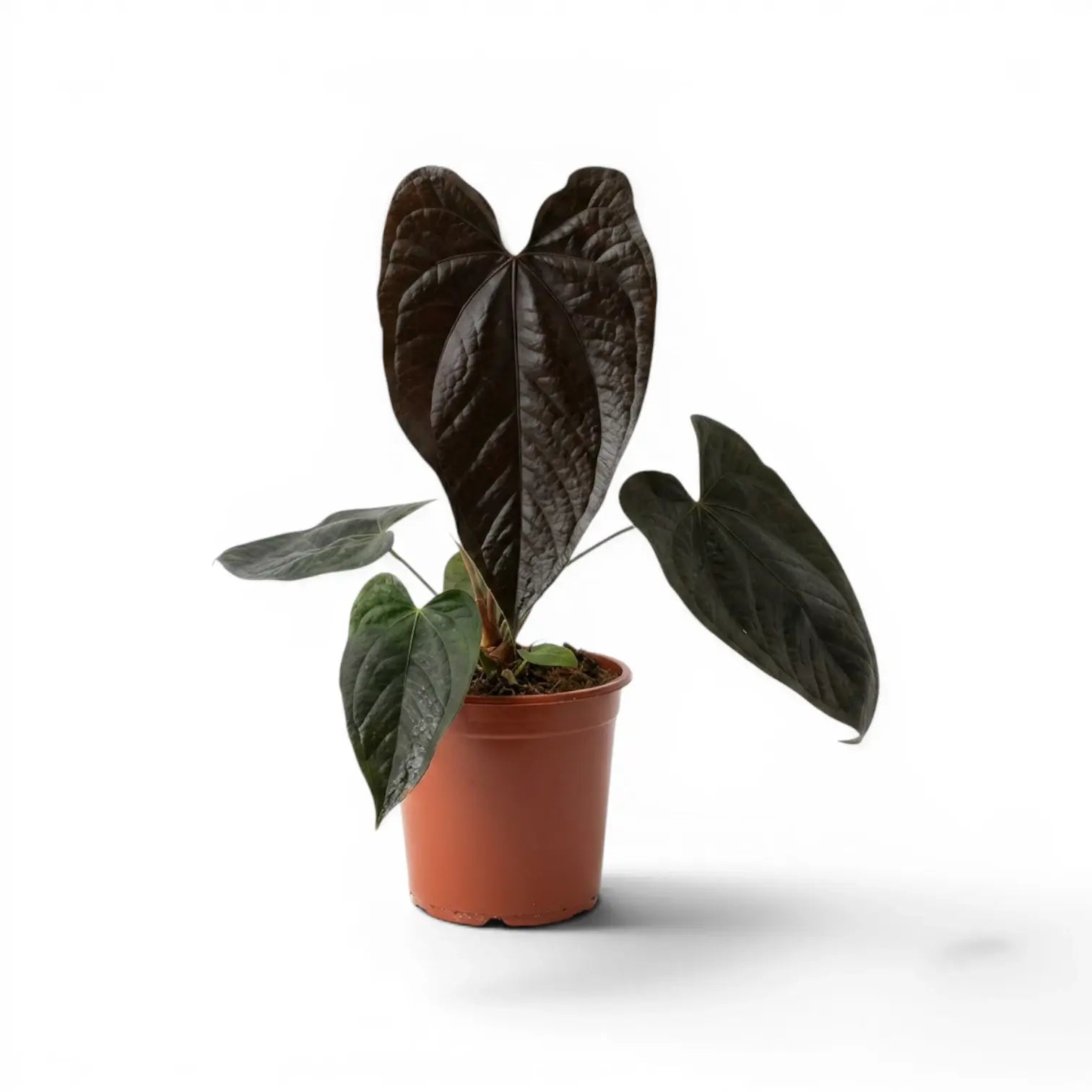 Anthurium 'Queen of Hearts' plant in a nursery pot.