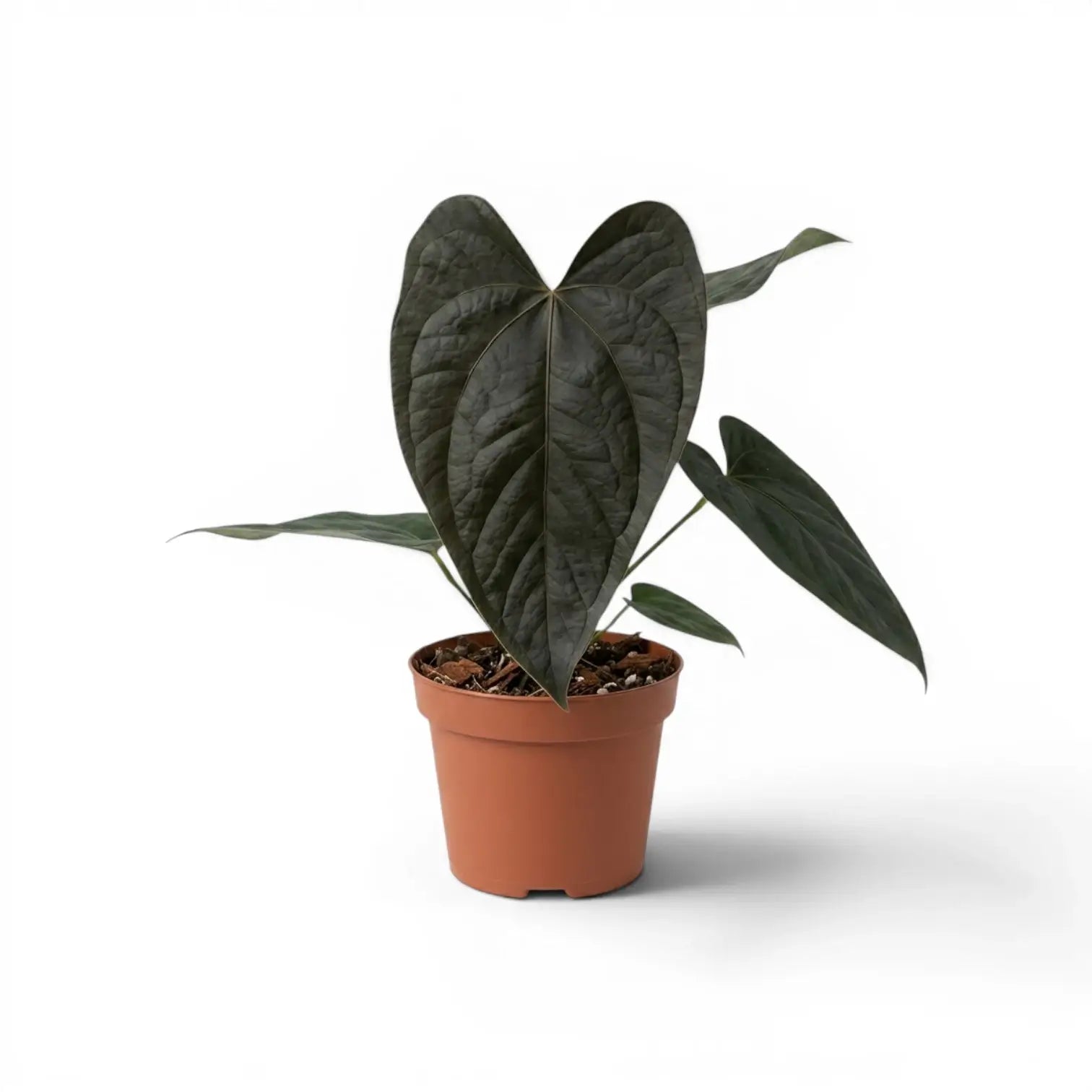 Anthurium 'Queen of Hearts' plant in a nursery pot.