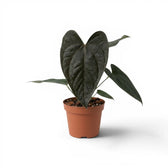 Anthurium 'Queen of Hearts' plant in a nursery pot.