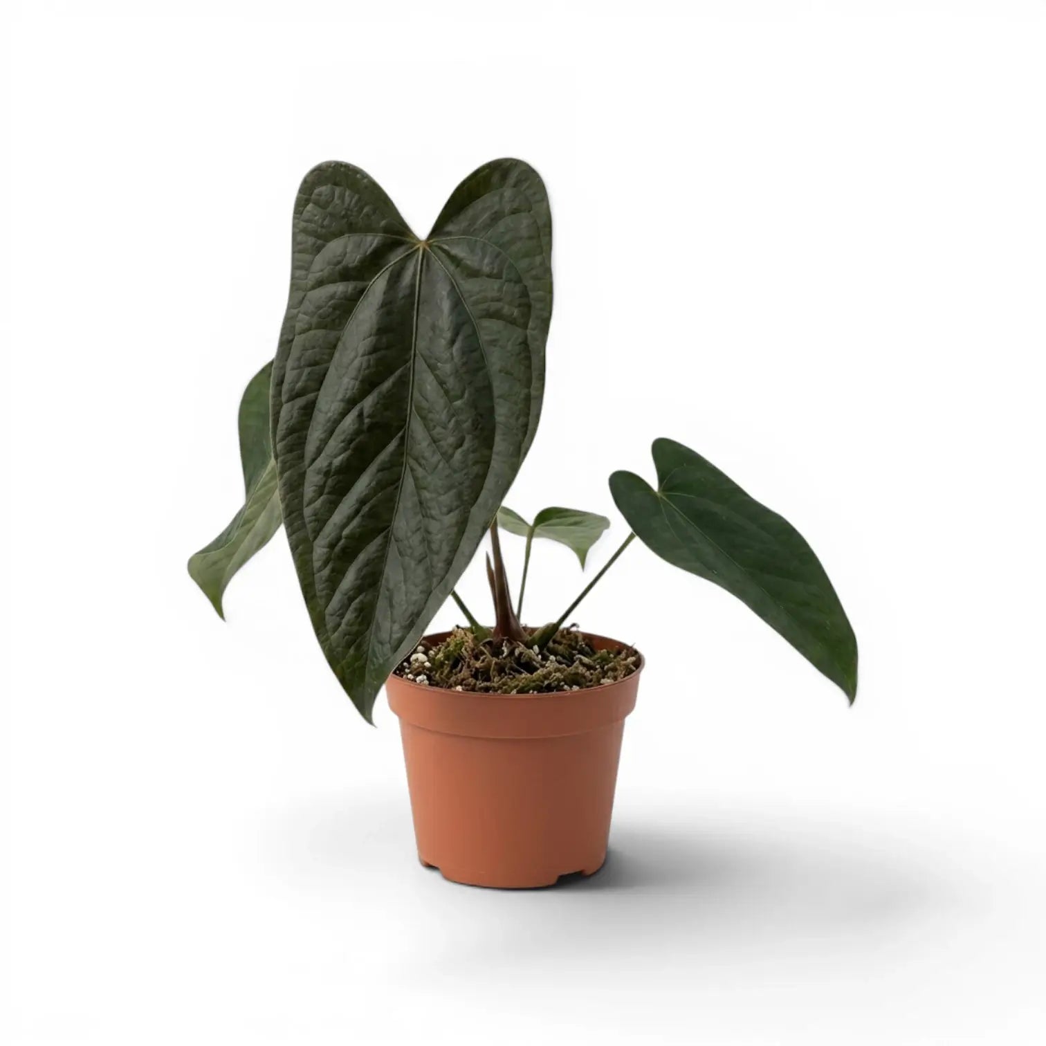 Anthurium 'Queen of Hearts' plant in a nursery pot.