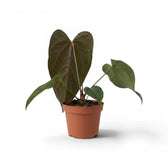 Anthurium 'Queen of Hearts' plant in a nursery pot.