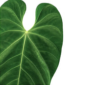 Anthurium queremalense leaf close-up on white background.