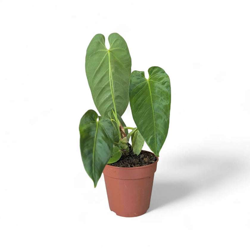 Anthurium queremalense potted plant in nursery pot on white background.