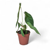 anthurium queremalense Anthurium queremalense