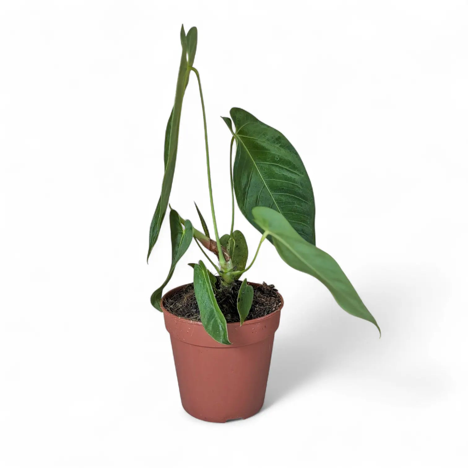 Anthurium queremalense potted plant in nursery pot on white background.