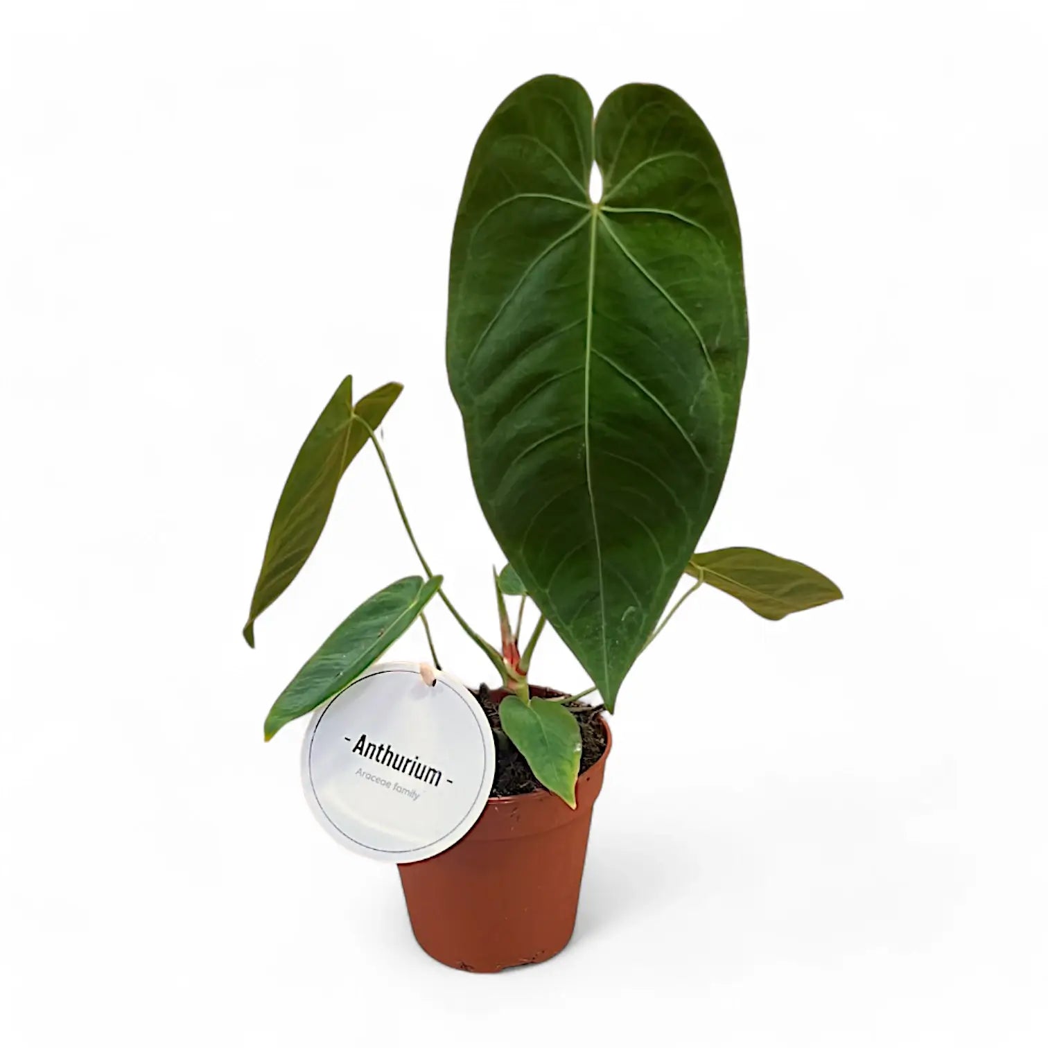 Anthurium queremalense potted plant in nursery pot on white background.