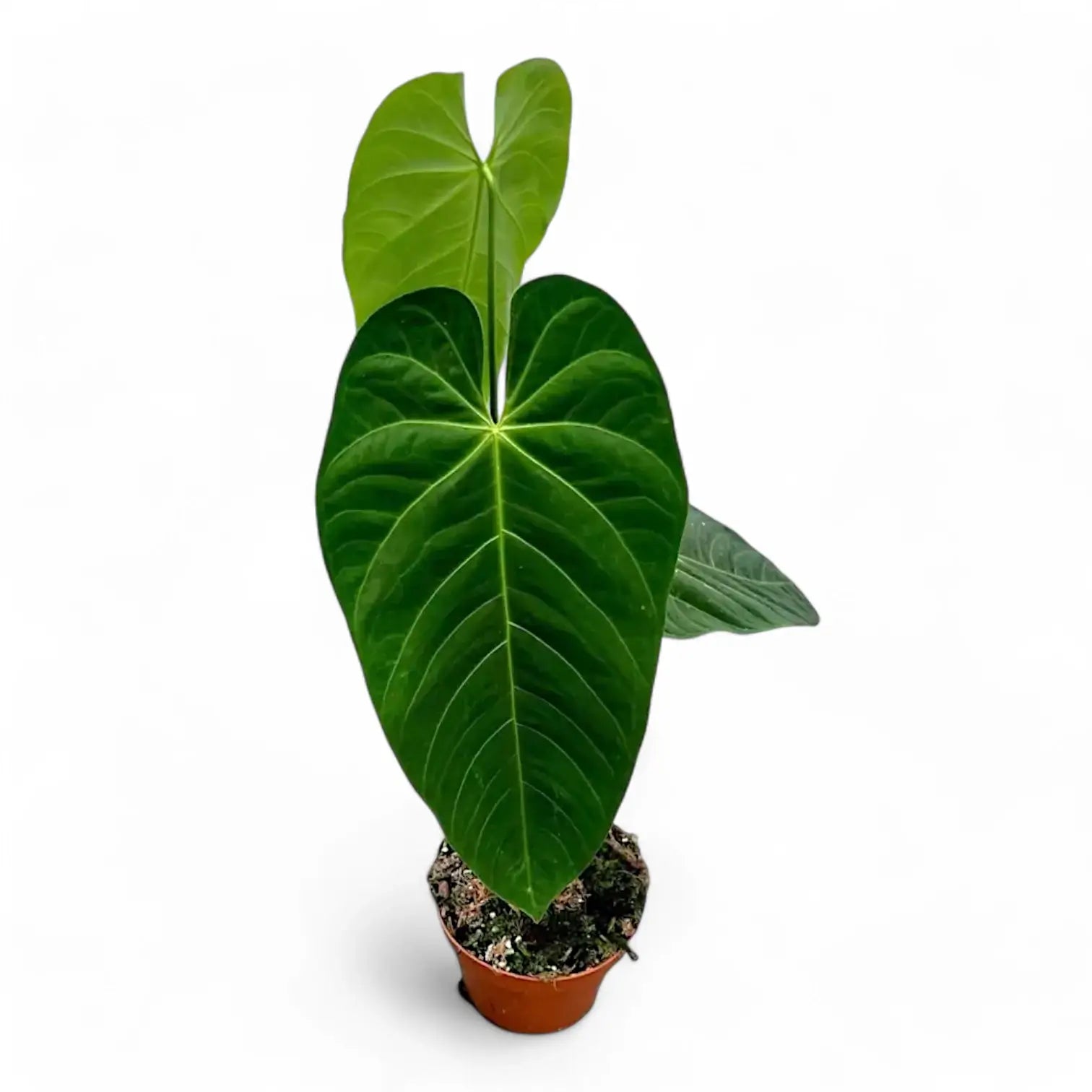 Anthurium queremalense potted plant in nursery pot on white background.