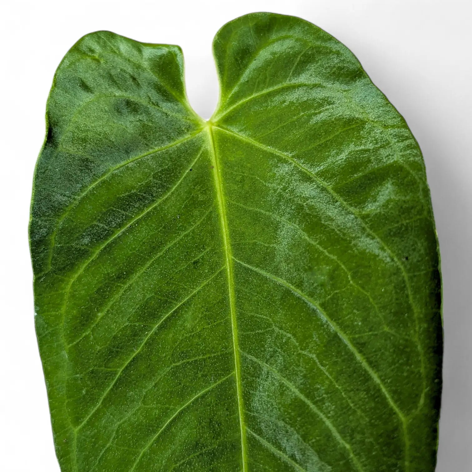 Anthurium queremalense potted plant in nursery pot on white background.