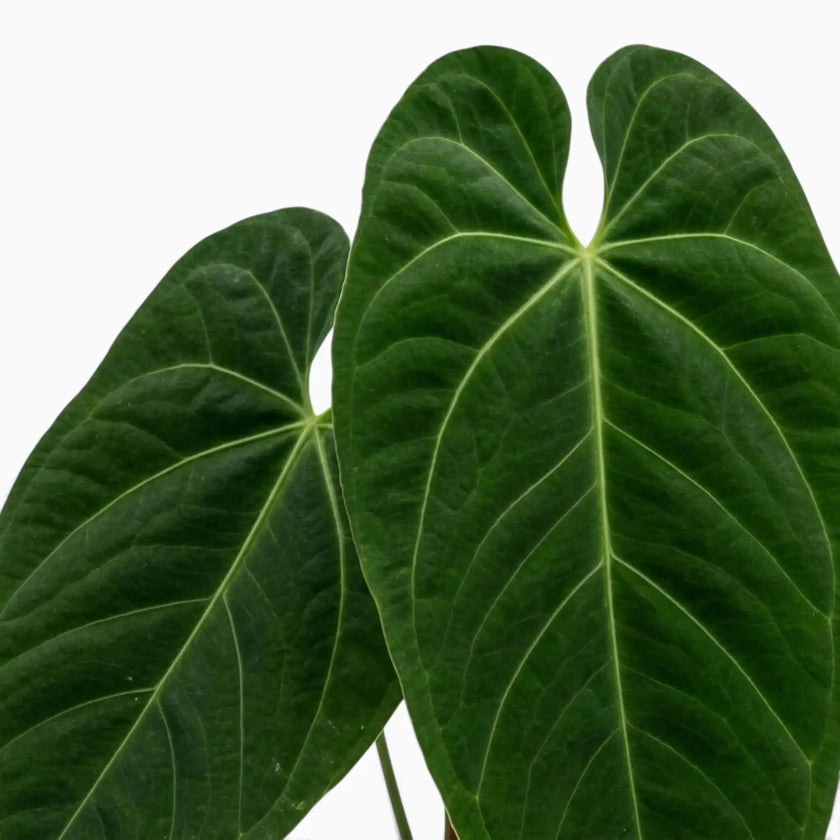 Anthurium queremalense foliage close-up showing dark green leaves with pale veins