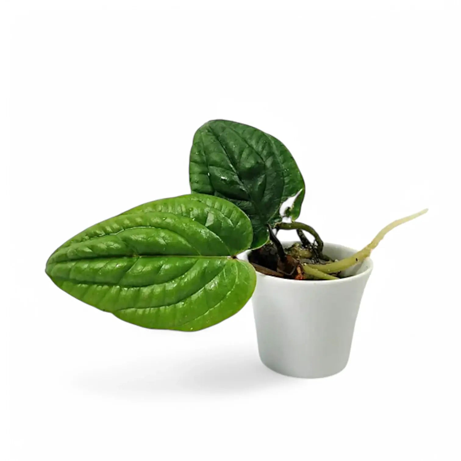 Anthurium radicans potted plant in nursery pot on white background.