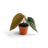Junges Anthurium radicans × luxurians mit einem kupferfarbenen Neublatt und zwei dunklen, stark strukturierten Blättern