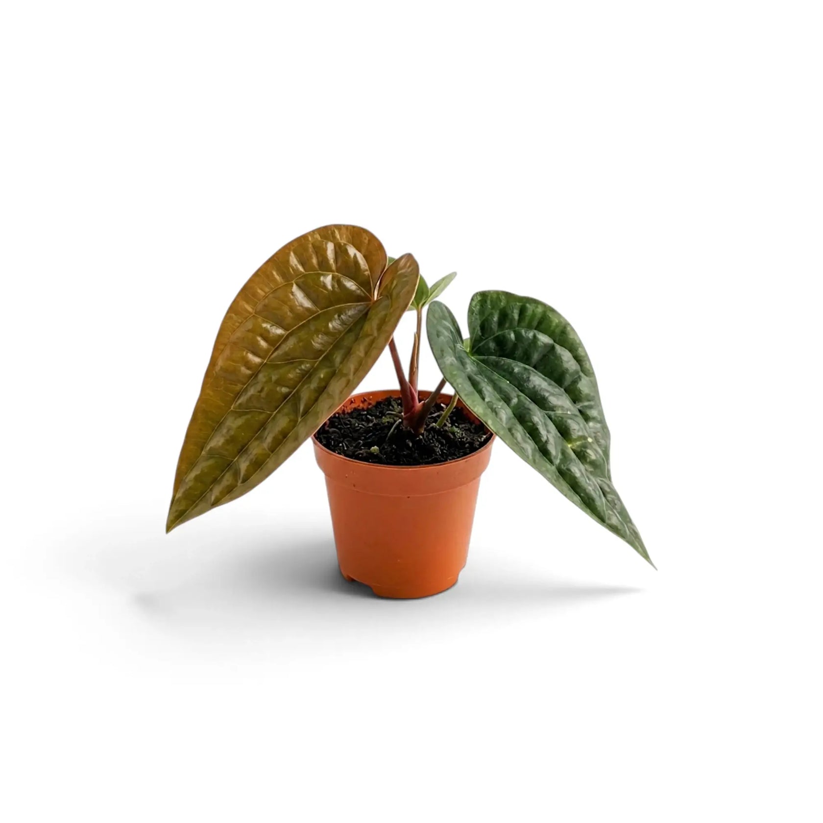 Junges Anthurium radicans × luxurians mit einem kupferfarbenen Neublatt und zwei dunklen, stark strukturierten Blättern