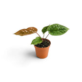 Junges Anthurium radicans × luxurians mit kompakten grünen Blättern und einem sich entfaltenden bronzefarbenen Blatt