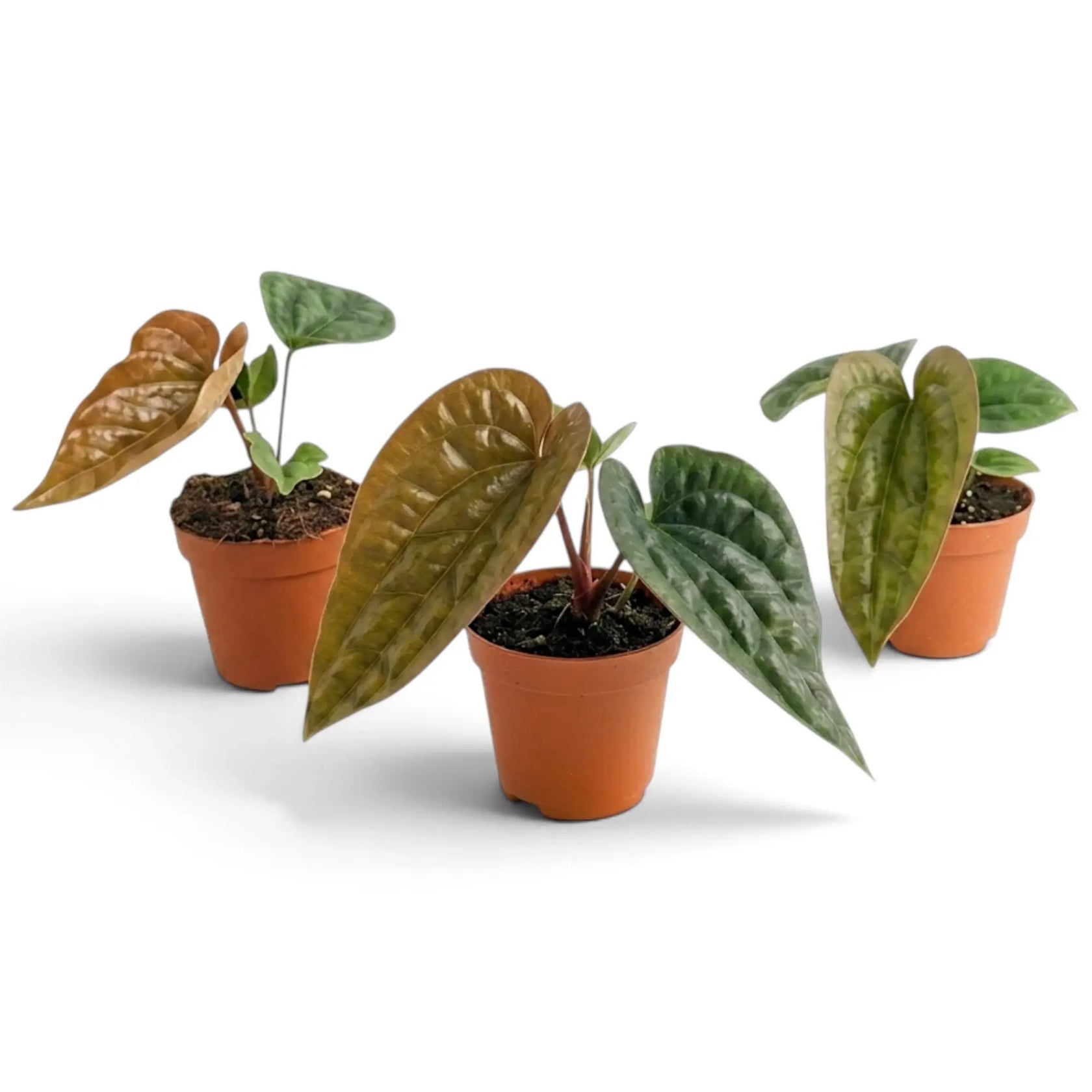 Drei junge Anthurium radicans × luxurians mit natürlichen Unterschieden in Blattfarbe und -größe