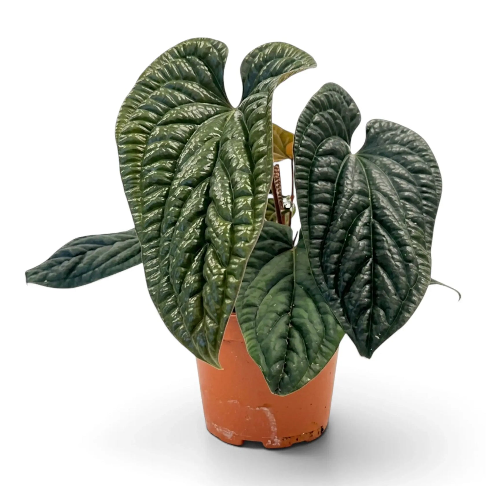 Sehr großes Anthurium radicans × luxurians mit überlappenden dunkelgrünen, stark strukturierten Blättern