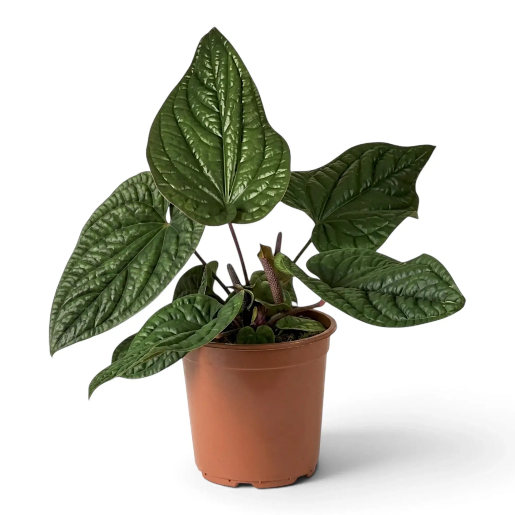 Sehr großes Anthurium radicans × luxurians mit breiten aufrechten Blättern und silbergrünen Blattadern