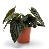 Sehr großes Anthurium radicans × luxurians mit langen dunkelgrünen, stark strukturierten Blättern