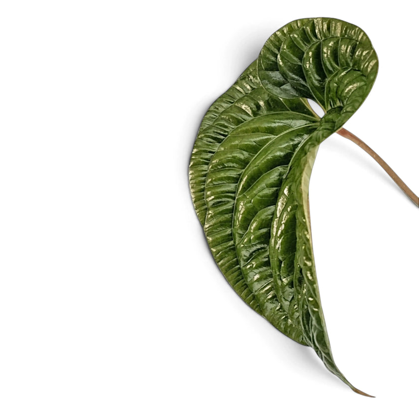 A single glossy green  leaf of Anthurium radicans x luxurians with prominent veins and a brown stem, photographed on a clean white background.
