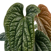 Close-up of a  large, glossy, deeply textured heart-shaped leaves of Anthurium radicans x luxurians in dark green and reddish-brown tones against a plain white background.