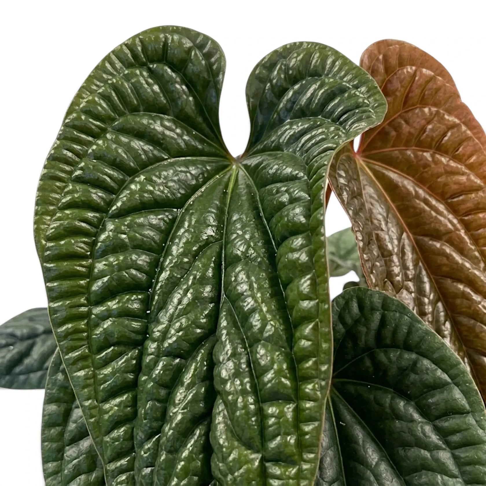 Close-up of a  large, glossy, deeply textured heart-shaped leaves of Anthurium radicans x luxurians in dark green and reddish-brown tones against a plain white background.
