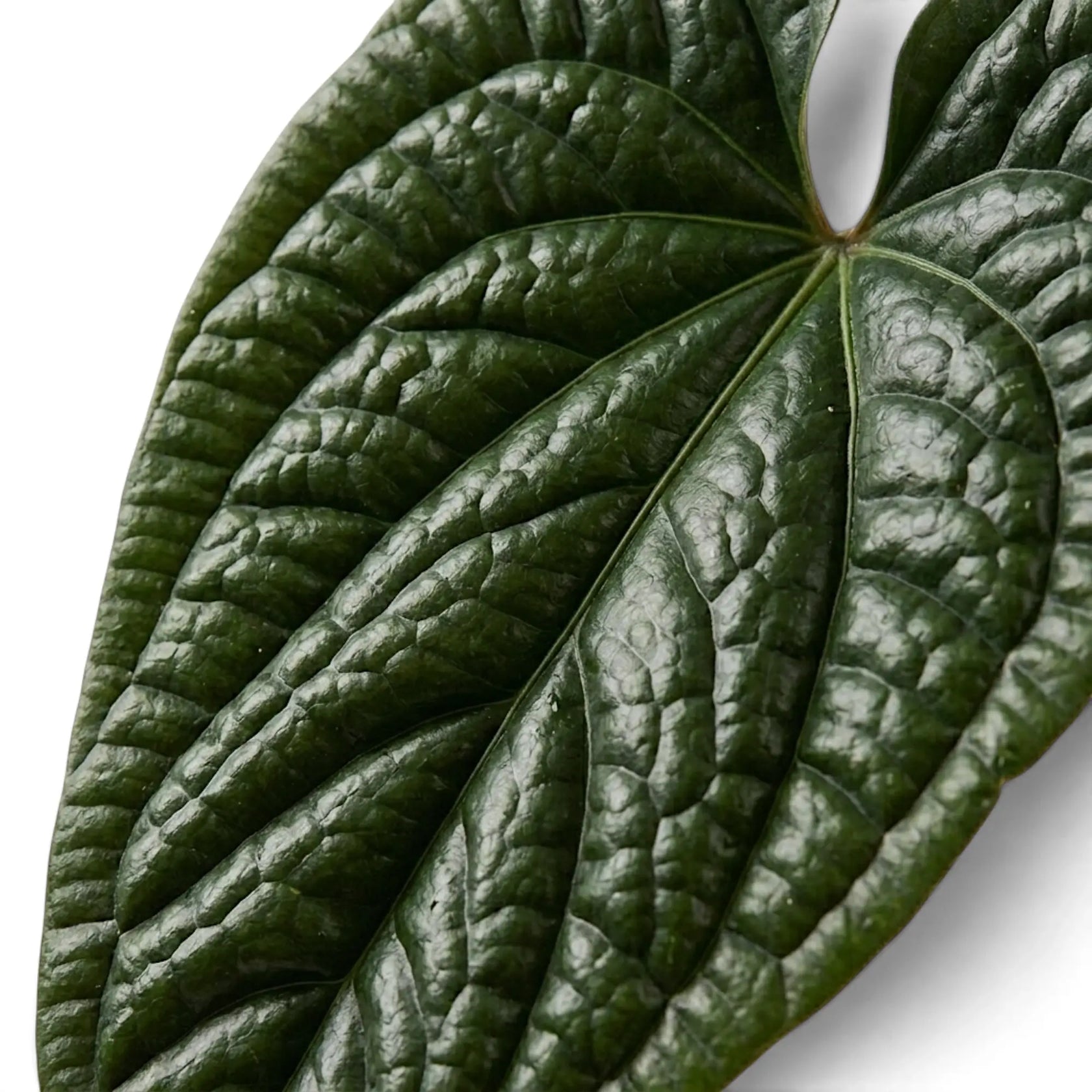 A close-up of a dark green, highly textured leaf of Anthurium radicans x luxurians with prominent veins on a white background.