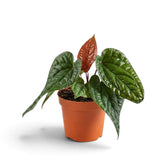 Anthurium radicans × luxurians mit glänzenden, stark strukturierten Blättern und einem Neublatt in Rot- und Bronzetönen
