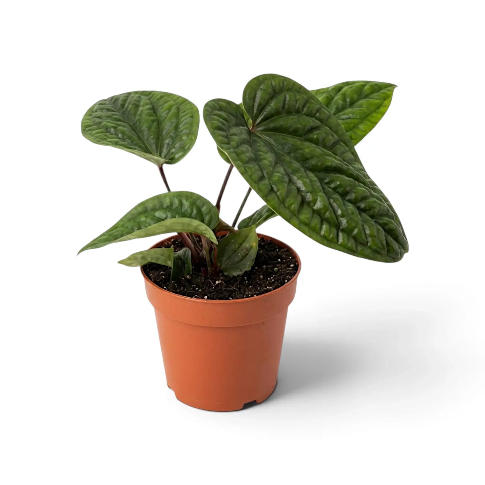 Anthurium radicans × luxurians mit breiten herzförmigen Blättern und stark ausgeprägter Blattstruktur
