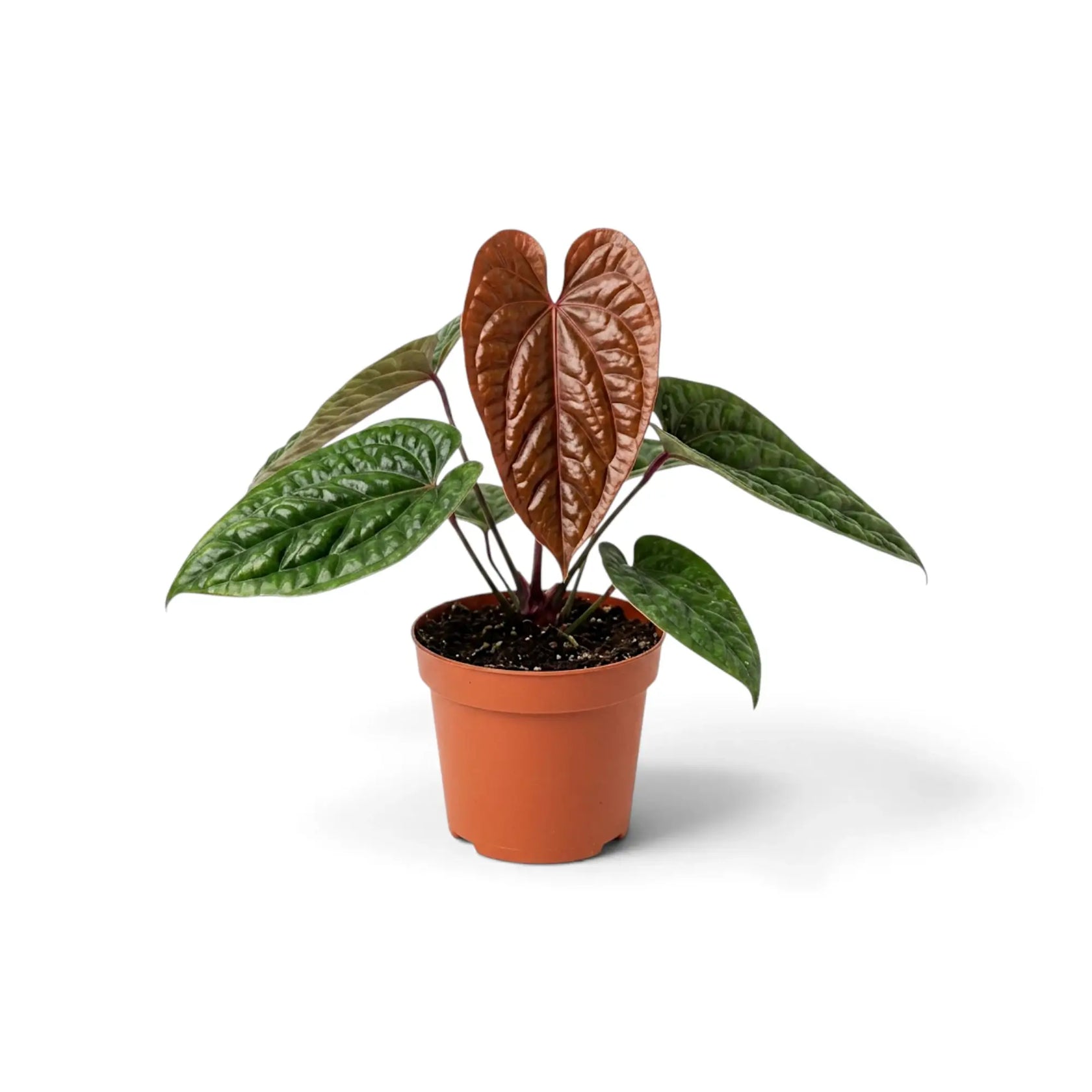 Anthurium radicans × luxurians mit aufrechten kupferfarbenen Neublättern über dunklen, stark strukturierten Blättern