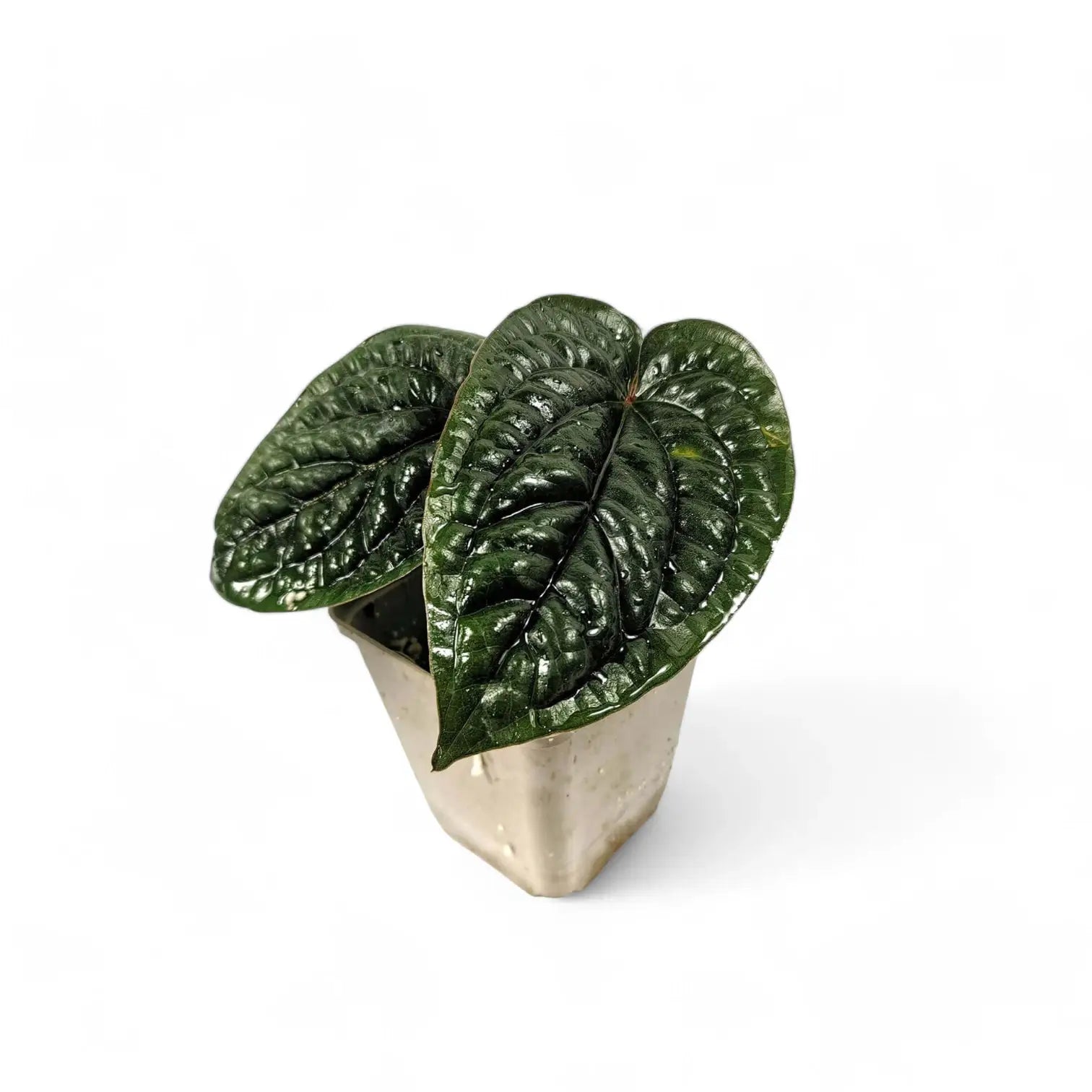 Anthurium radicans x luxurians potted plant in nursery pot on white background.
