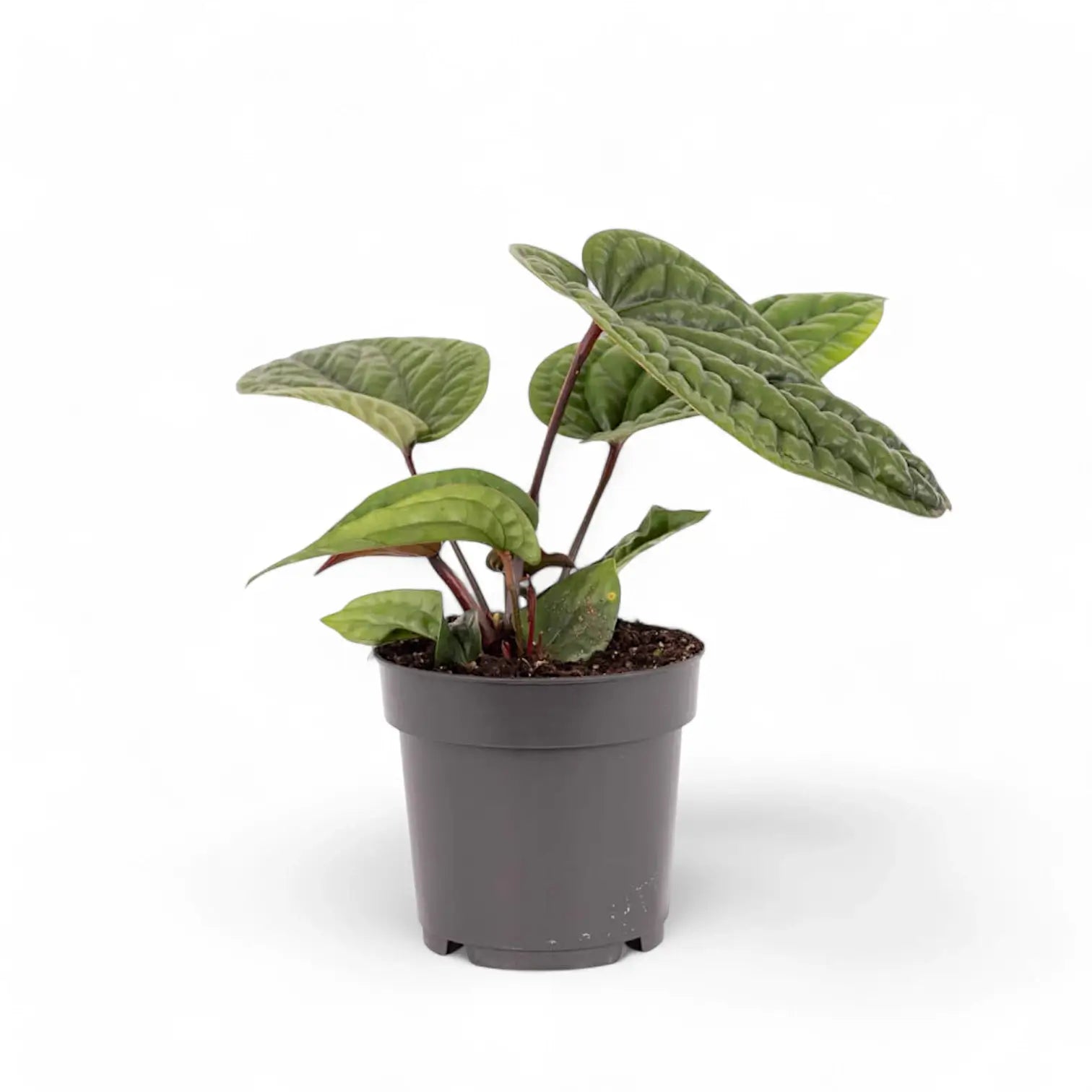 Anthurium radicans x luxurians potted plant in nursery pot on white background.