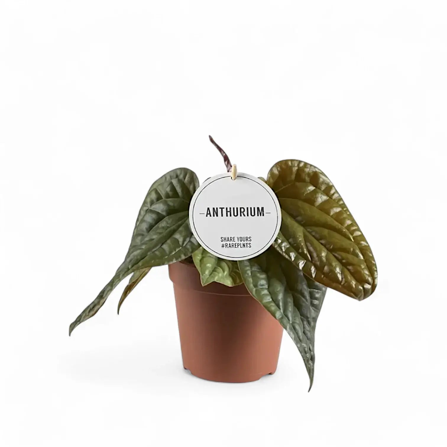Anthurium radicans x luxurians potted plant in nursery pot on white background.