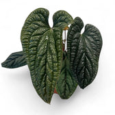 Anthurium radicans x luxurians potted plant in nursery pot on white background.