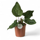 Anthurium radicans x luxurians potted plant in nursery pot on white background.
