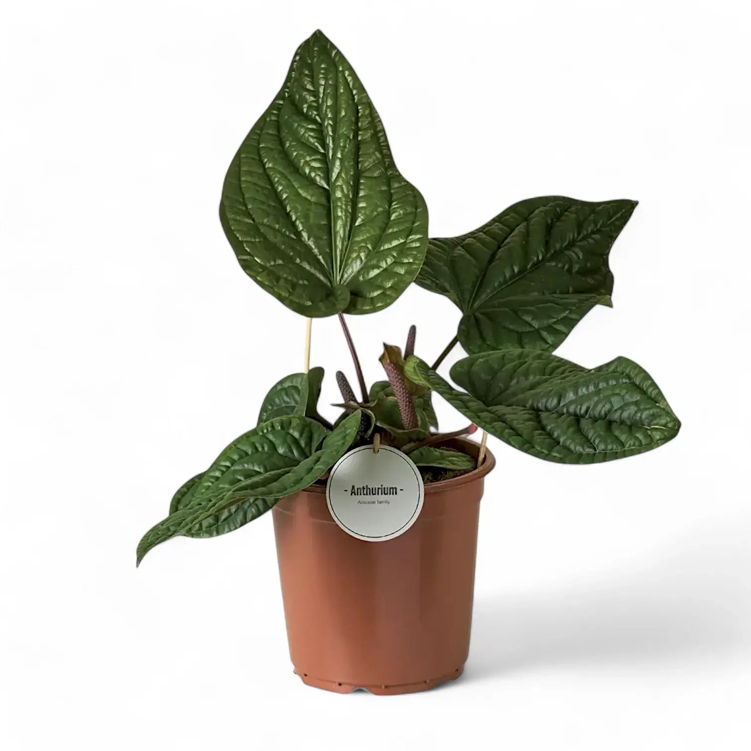 Anthurium radicans x luxurians potted plant in nursery pot on white background.