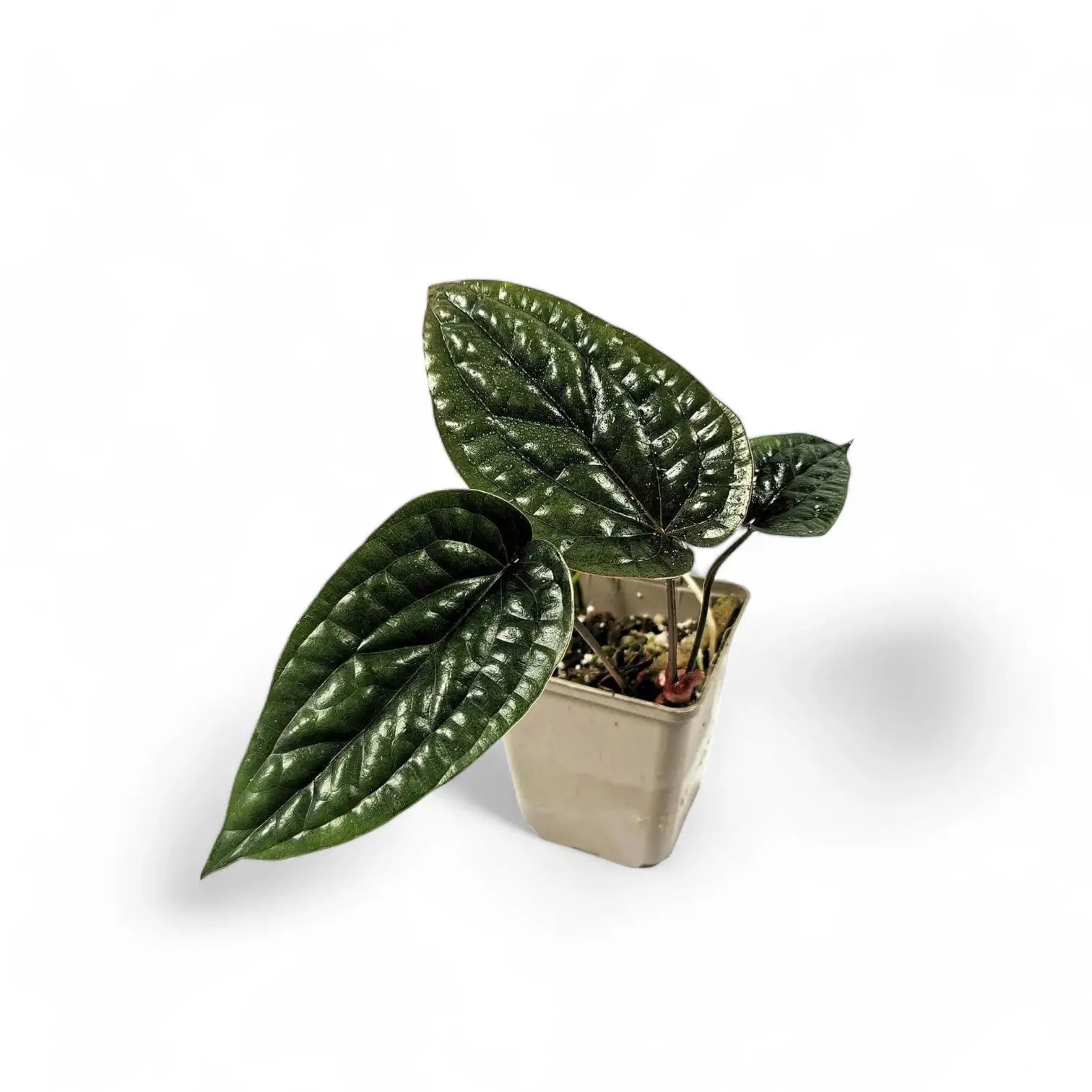 Anthurium radicans x luxurians potted plant in nursery pot on white background.