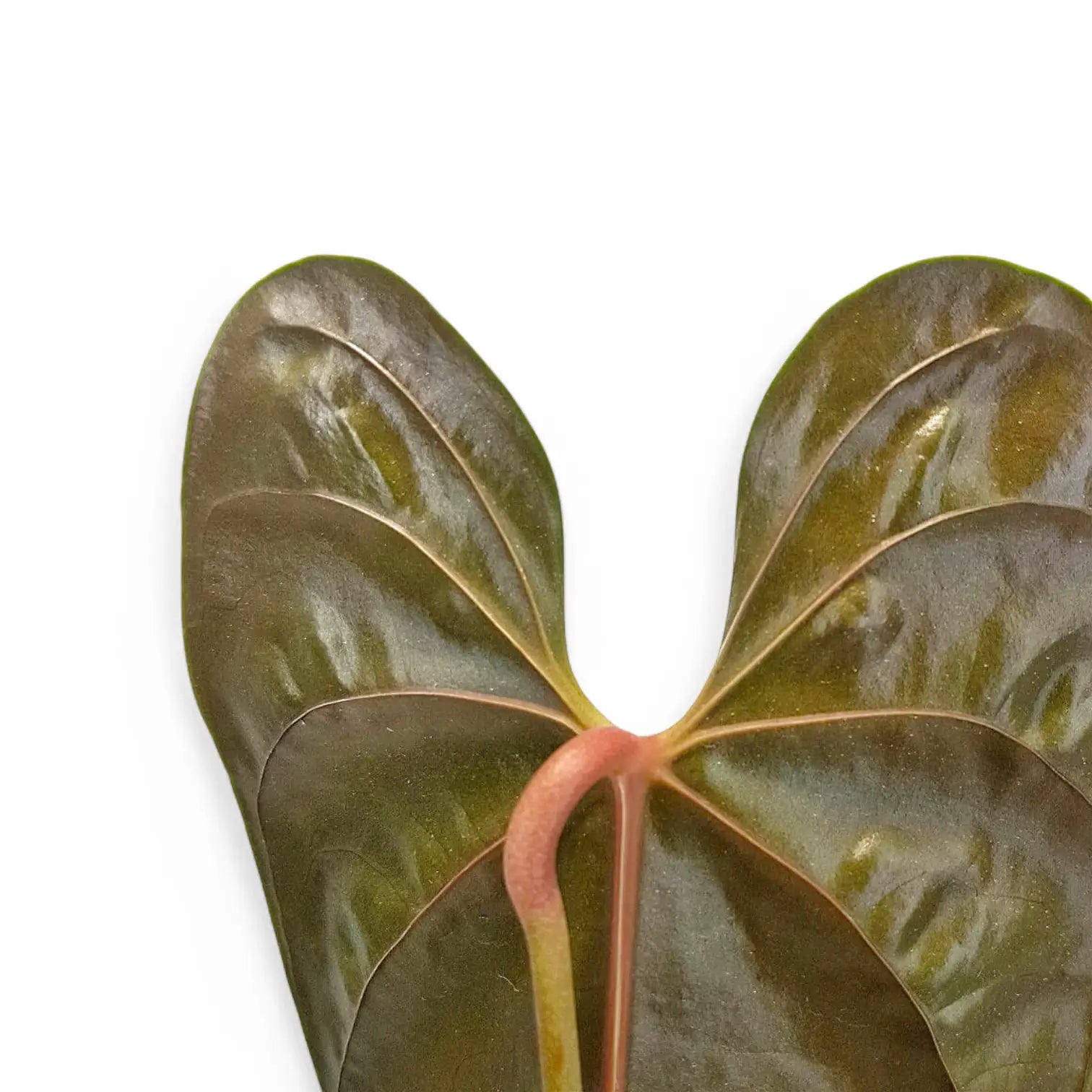 Anthurium recavum – Colourful Bullate Leaves