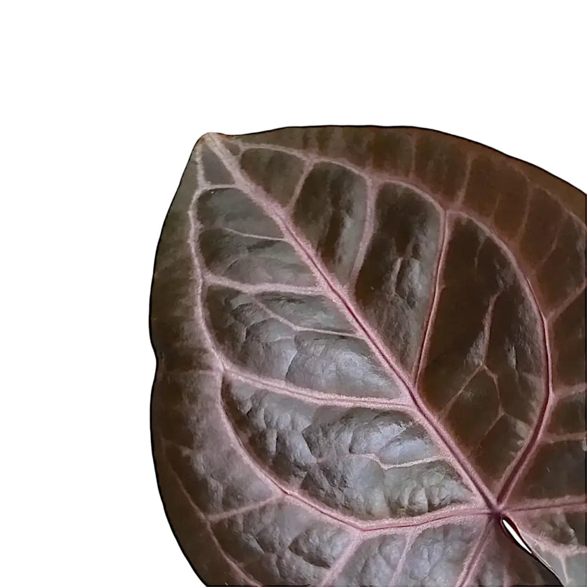 Anthurium 'Red crystallinum' leaf detail on white background.