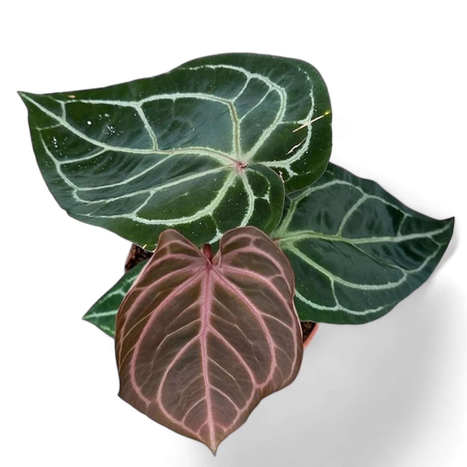 Anthurium 'Red crystallinum' Zimmerpflanze im Anzuchttopf vor weißem Hintergrund, Produktfoto 3.