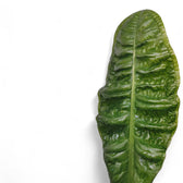 Anthurium reflexinervium – Blattdetail vor weißem Hintergrund..