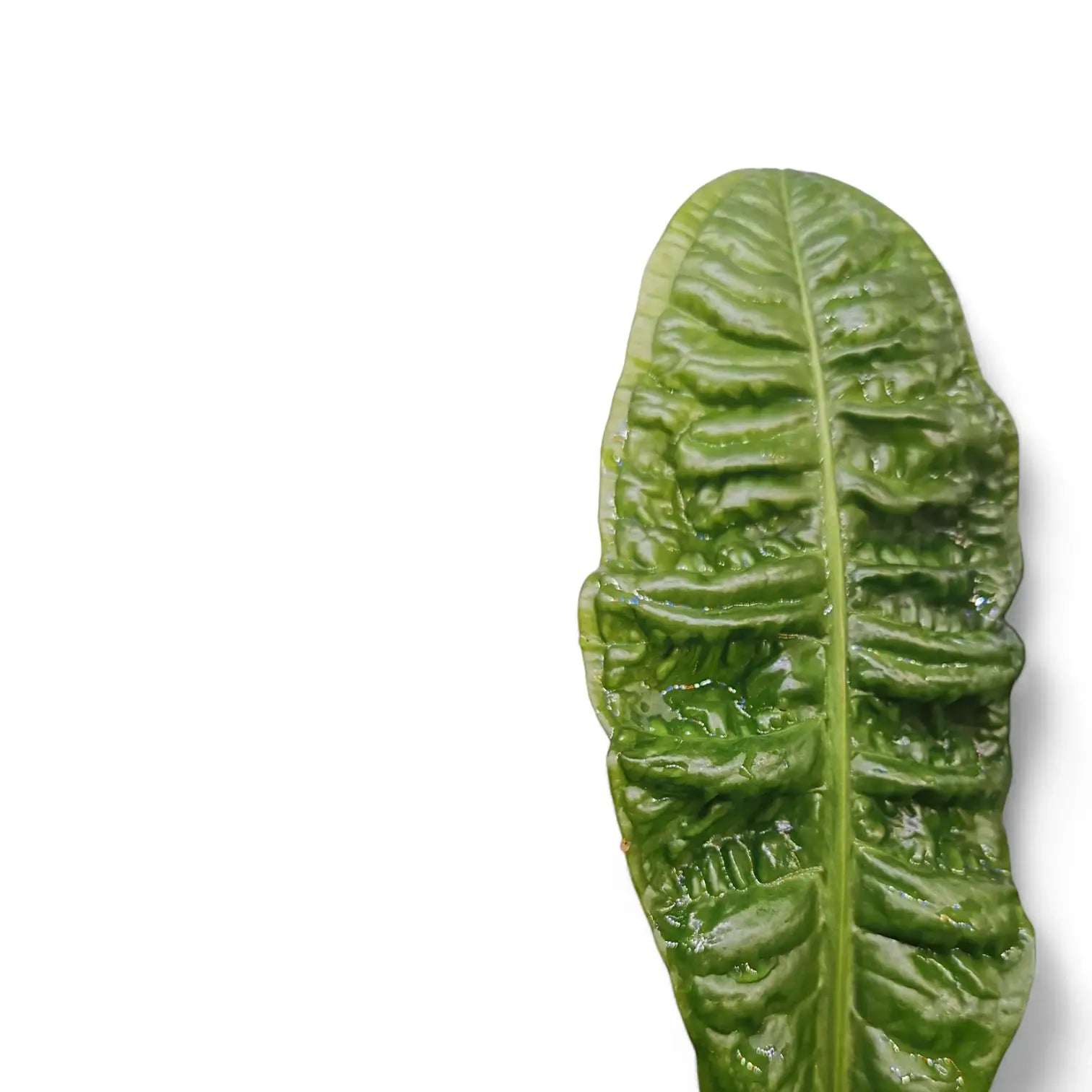 Anthurium reflexinervium Zimmerpflanze im Anzuchttopf vor weißem Hintergrund, Produktfoto 2.