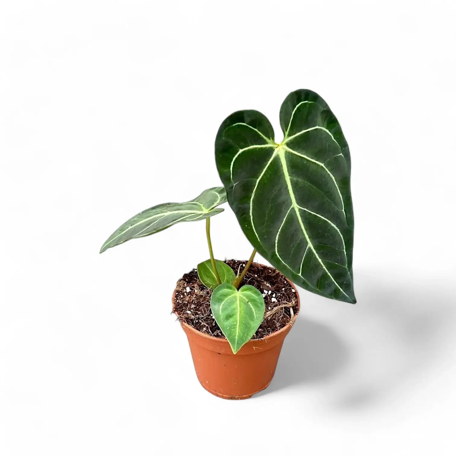 Anthurium regale potted plant in nursery pot on white background.