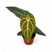 Anthurium regale potted plant in nursery pot on white background.