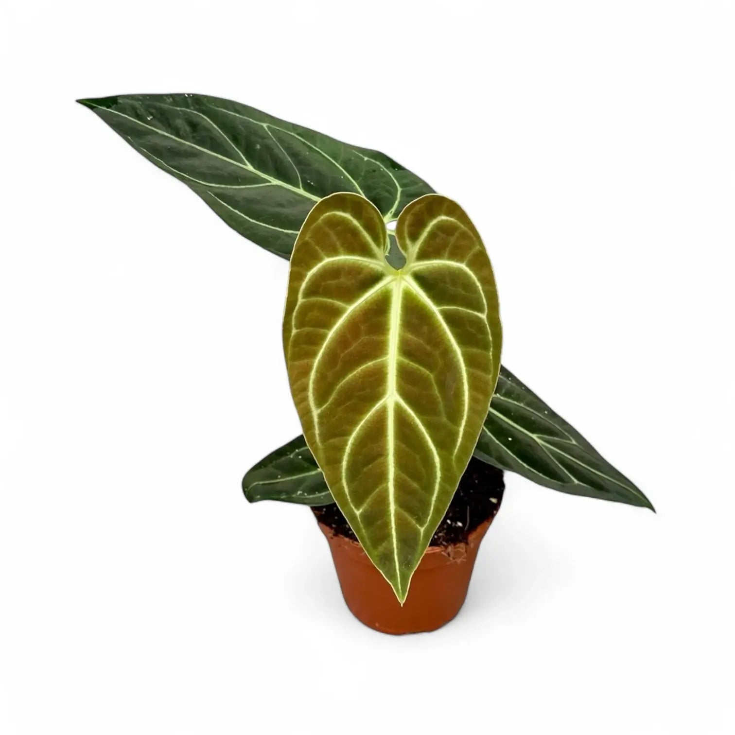 Anthurium regale potted plant in nursery pot on white background.