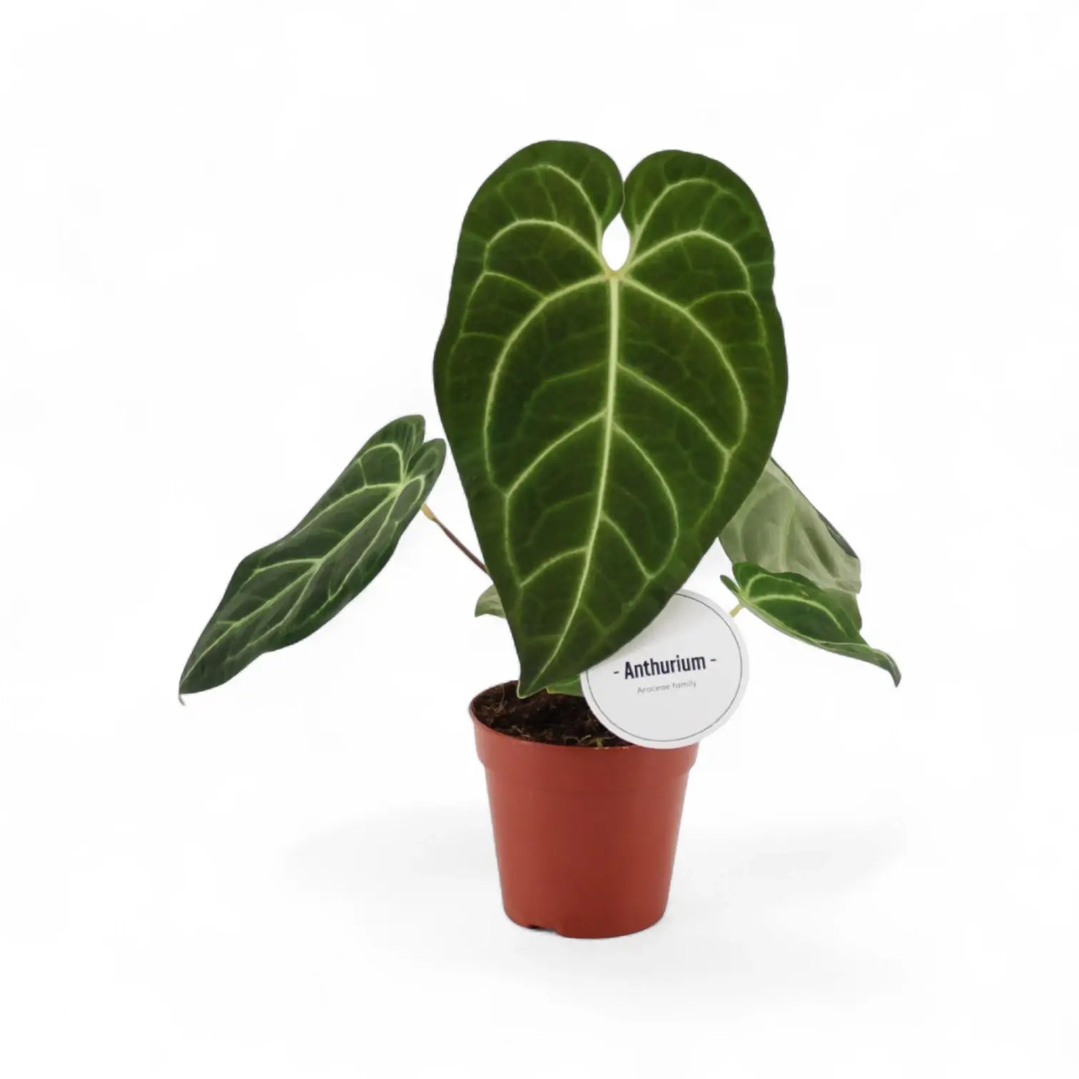 Anthurium regale potted plant in nursery pot on white background.