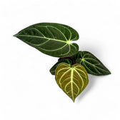 Anthurium regale potted plant in nursery pot on white background.