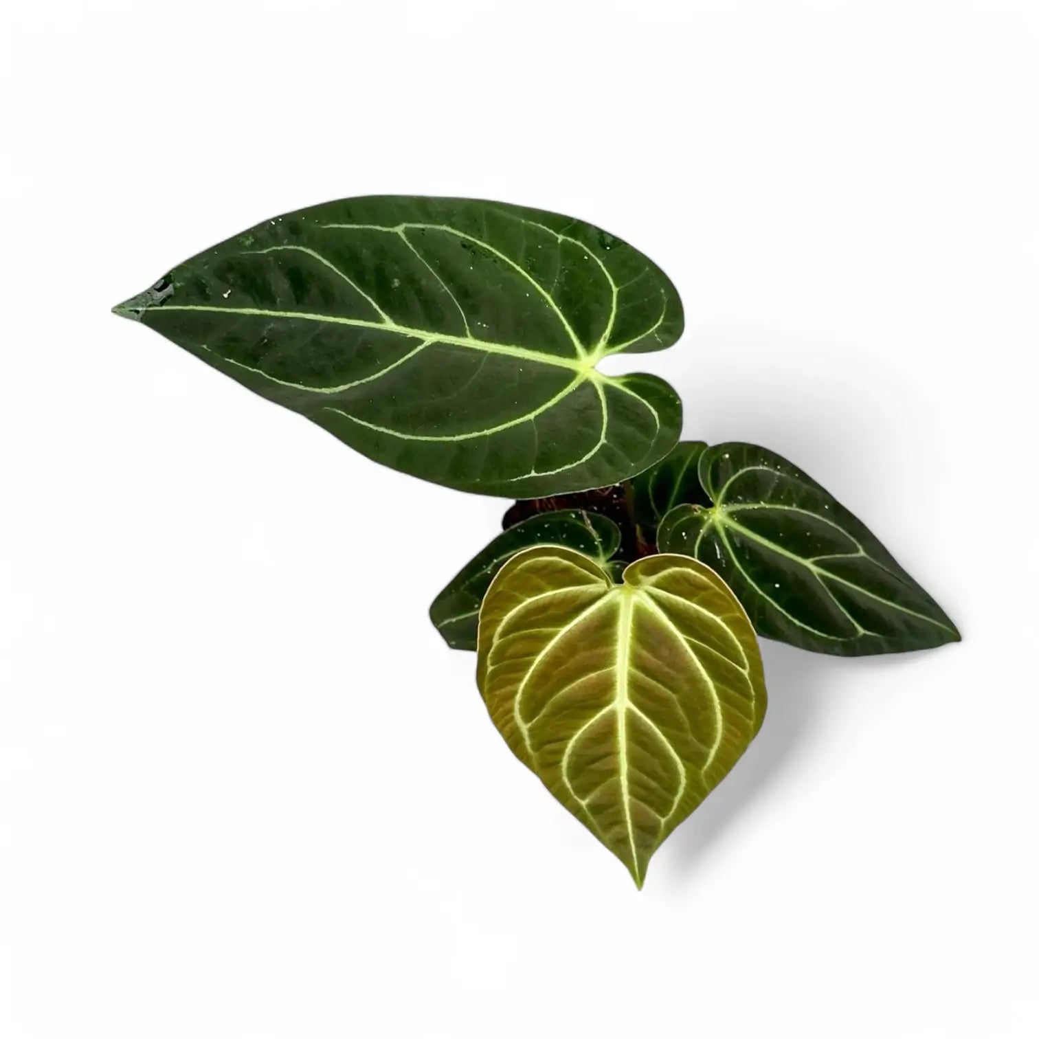 Anthurium regale potted plant in nursery pot on white background.
