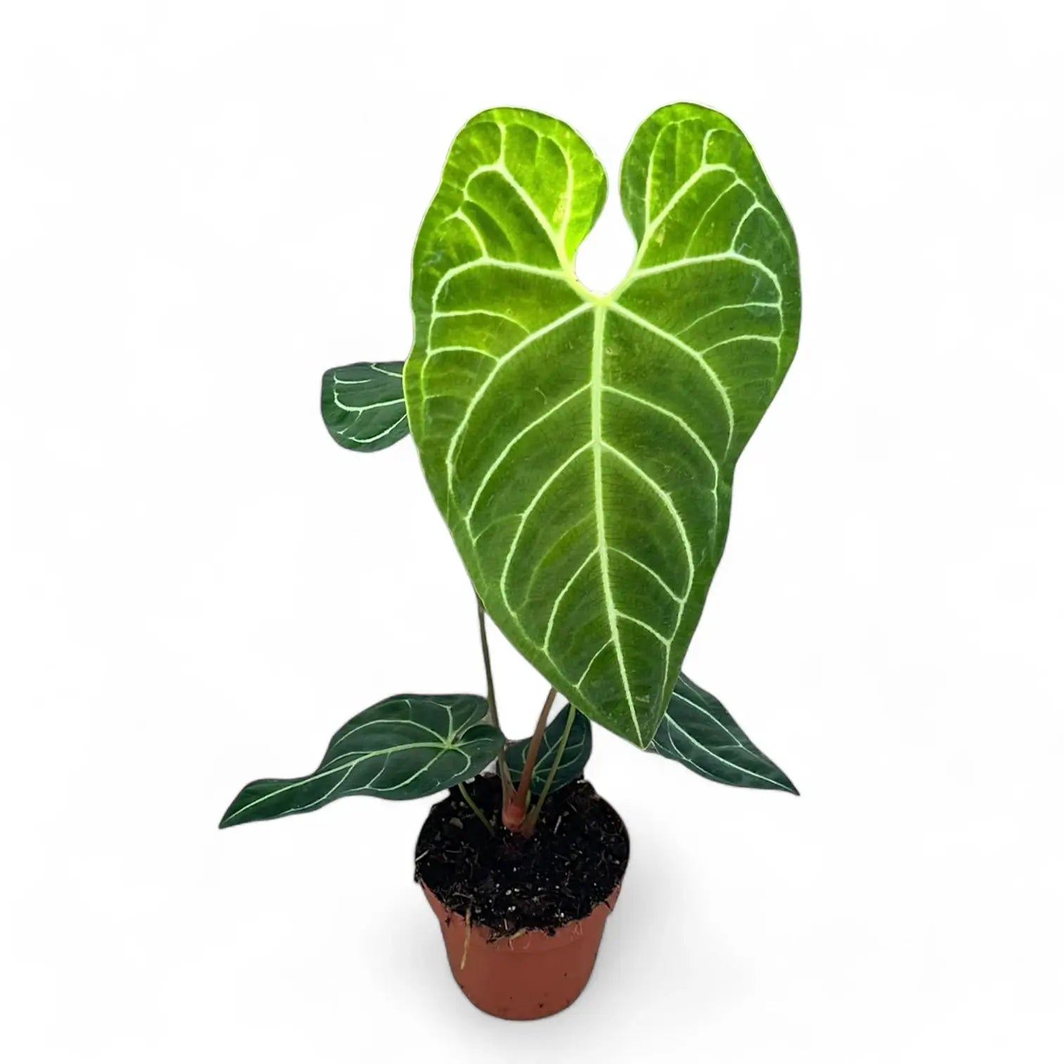Anthurium regale potted plant in nursery pot on white background.