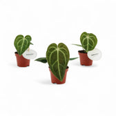 Anthurium regale potted plant in nursery pot on white background.